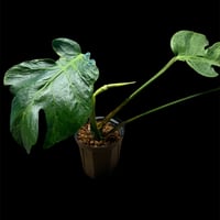 Agave oteroi FO-76 チタノタ ノーネーム アガベ チタノタ Agave titanota oteroi (FO-76) | GREEN