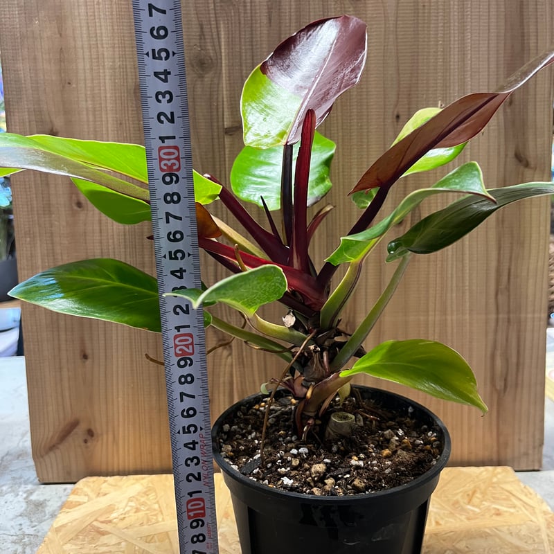 82 フィロデンドロン　レッドムーン　イエローフレーム　花宇宙より仕入れ 82 フィロデンドロン レッドムーン イエローフレーム 花宇宙より仕入れ