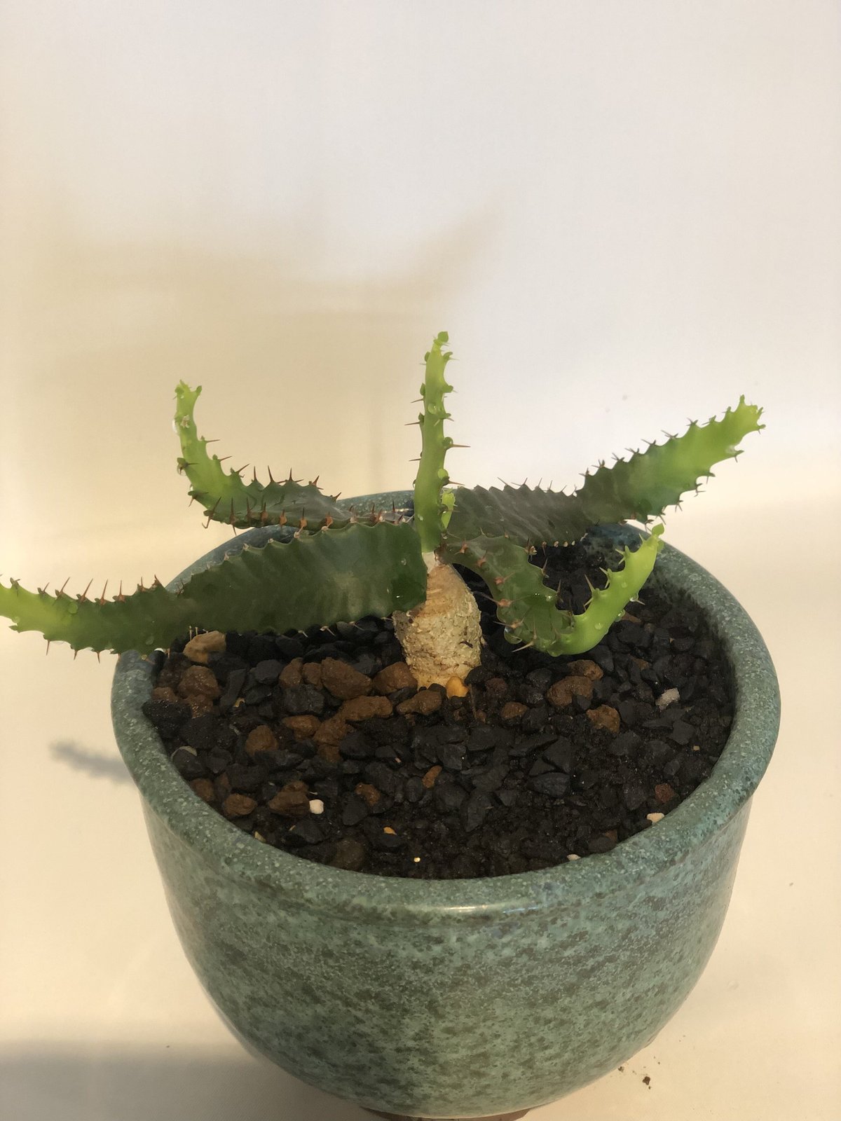 大型】飛龍ステラータ※発根済み