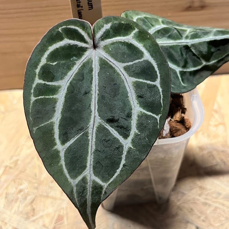 アンスリウム レッドクリスタル セルフ | GREEN LUCK