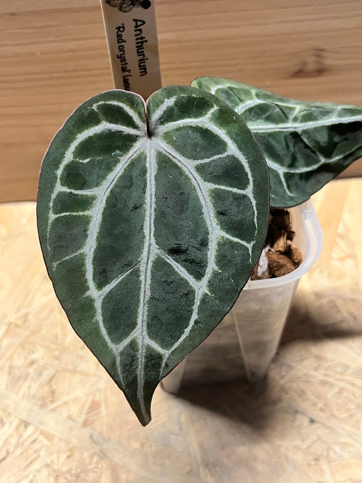 アンスリウム　レッドクリスタル×ドラヤキ アンスリウム ドラヤキ × レッドクリスタリナム / Anthurium