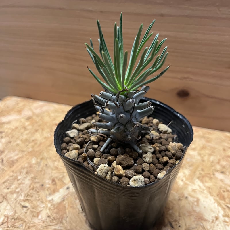 チレコドン ワリチー | GREEN LUCK