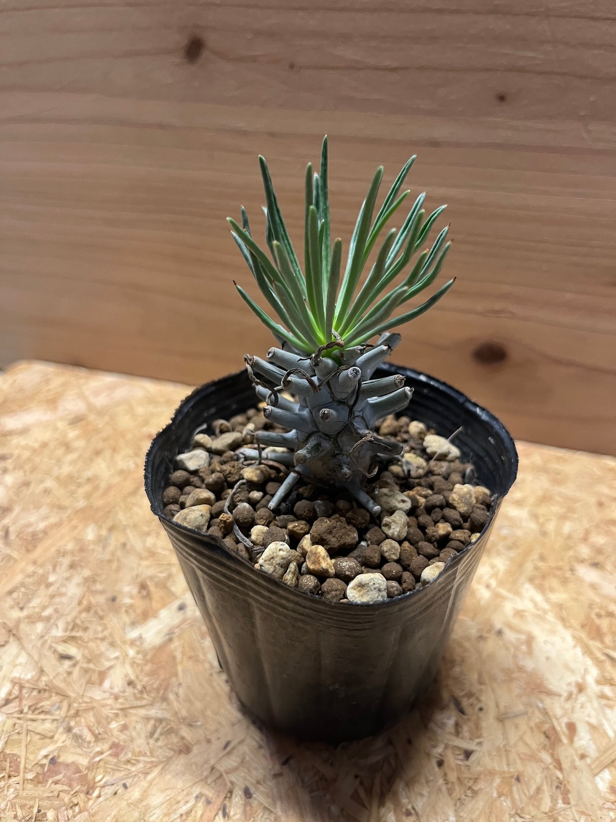 チレコドン ワリチー | GREEN LUCK