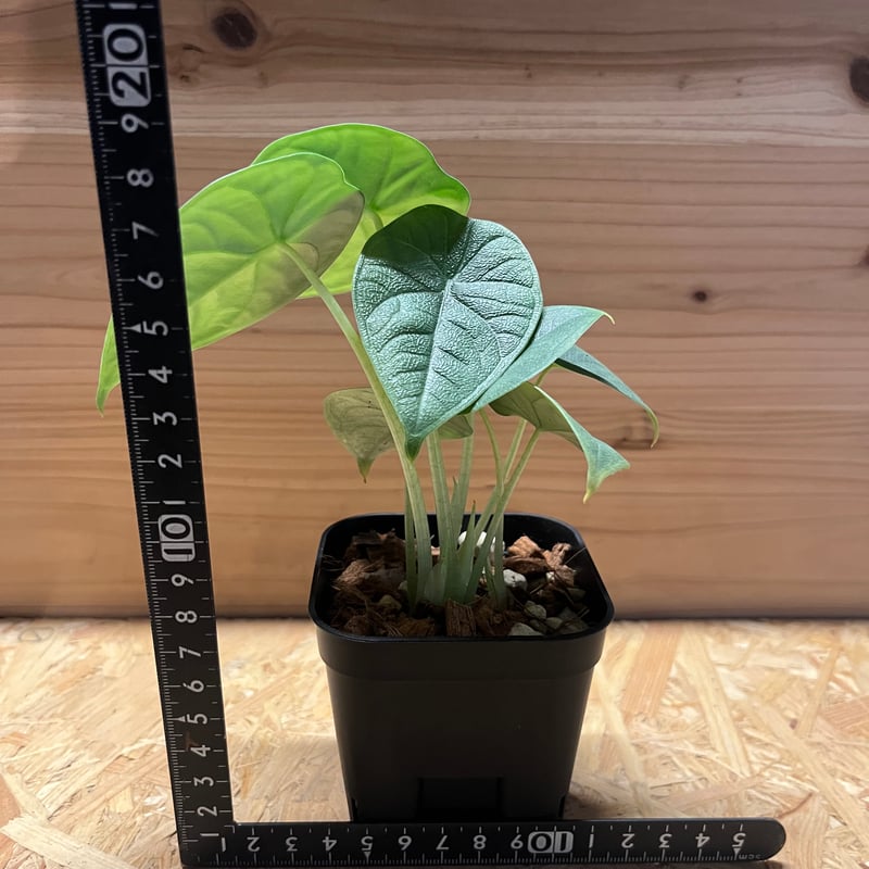 【希少】アロカシア メロ オーレア 芋1個 希少】アロカシア メロ オーレア 芋1個 アロカシア メロ | GREEN LUCK