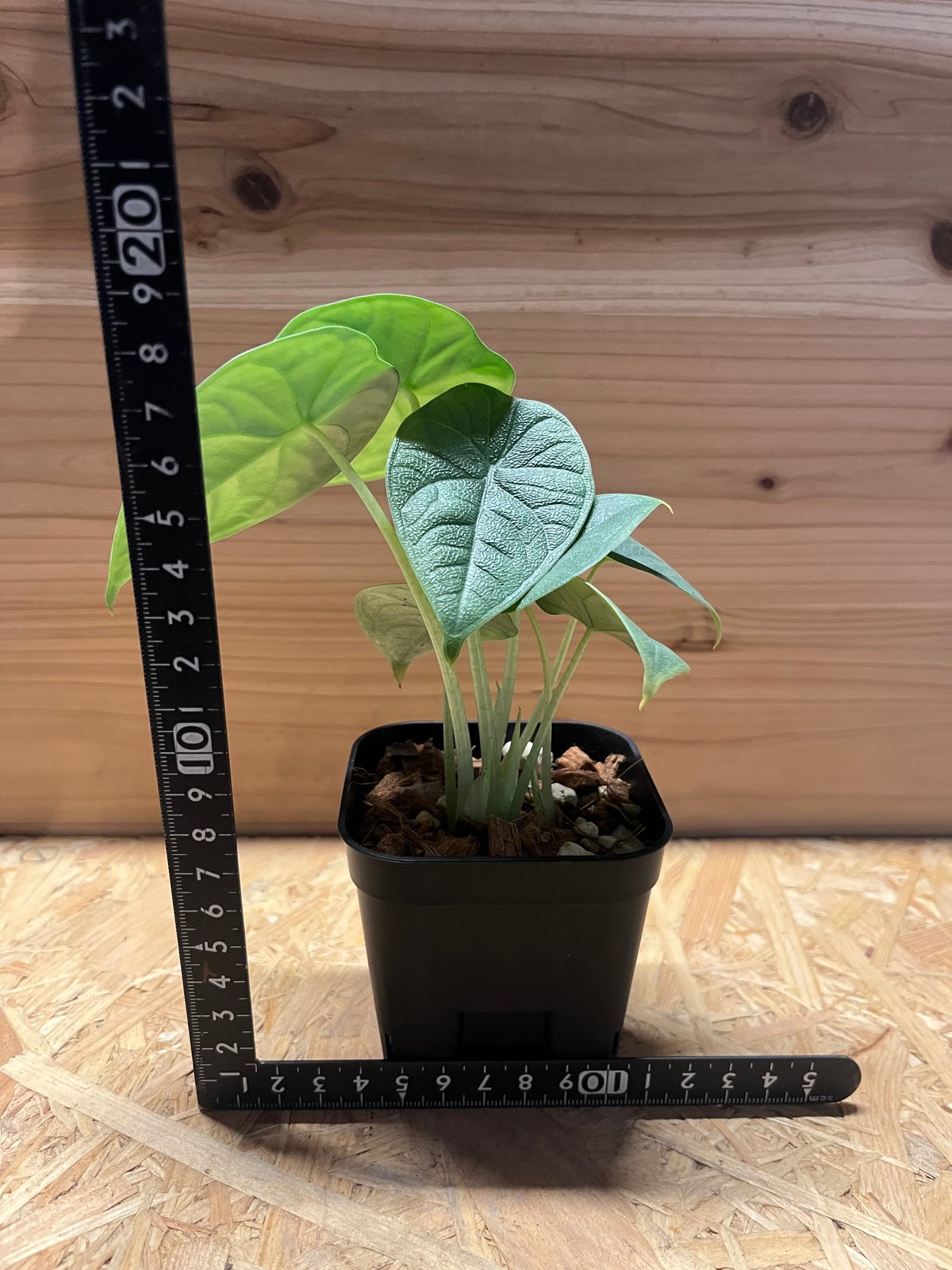 アロカシア メロ オーレア 楽天市場】メロ アロカシア 希少 観葉植物 : パリジェンヌ