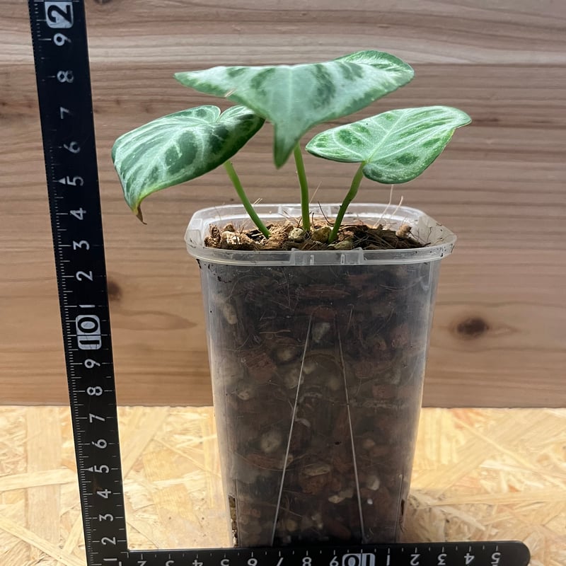 アンスリウム シルバークローム | GREEN LUCK