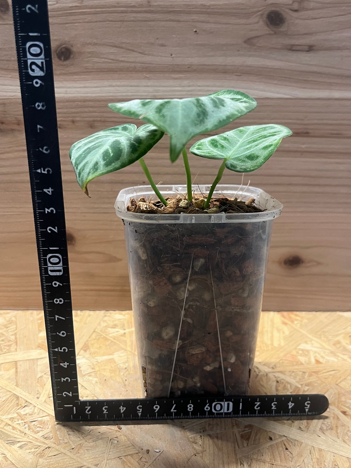 アンスリウム シルバークローム | GREEN LUCK