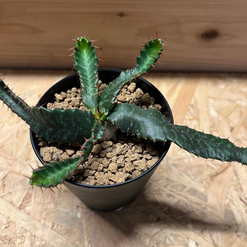 ユーフォルビア ステラータ 飛竜 | GREEN LUCK