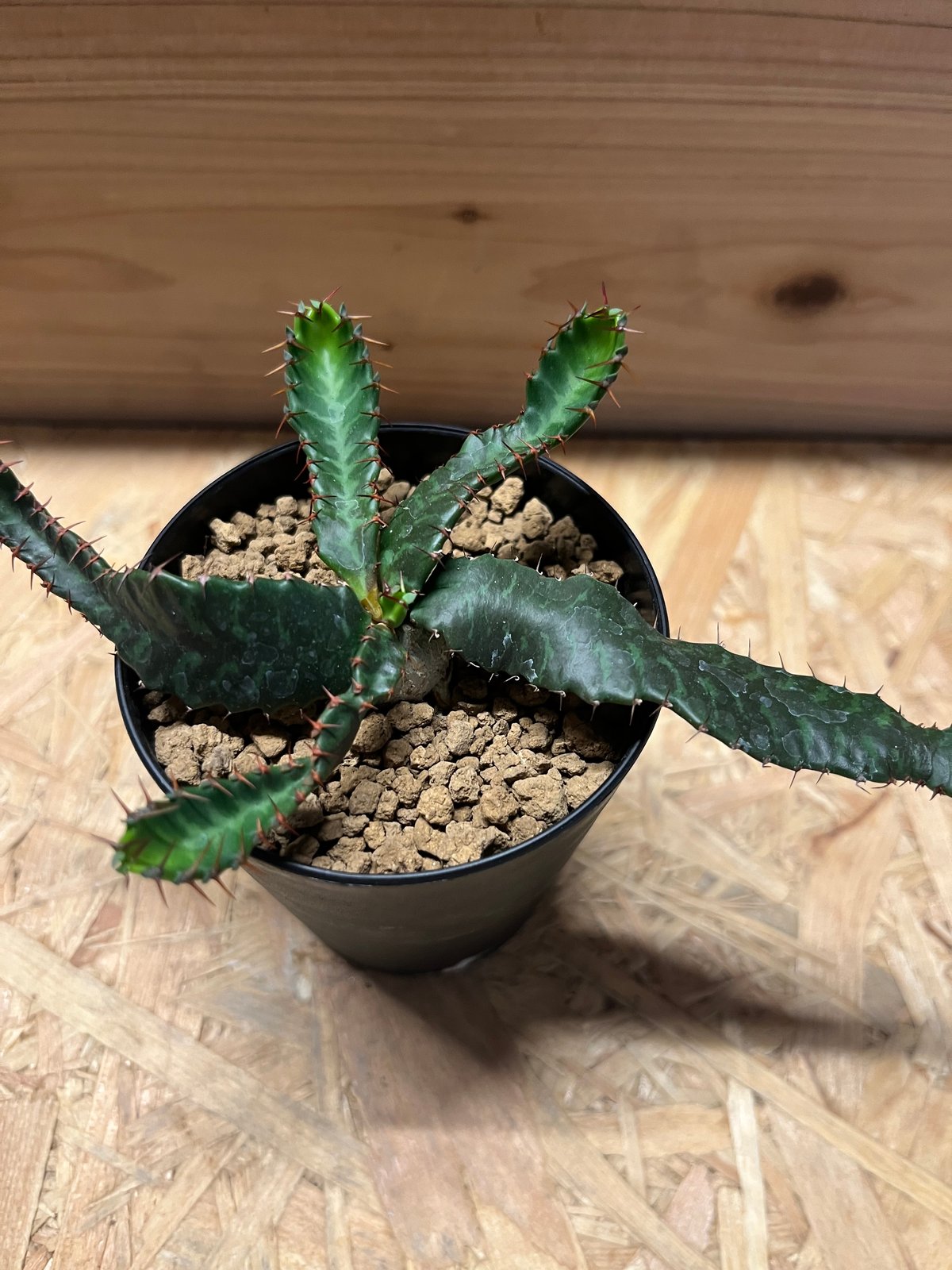 ユーフォルビア ステラータ 飛竜 | GREEN LUCK