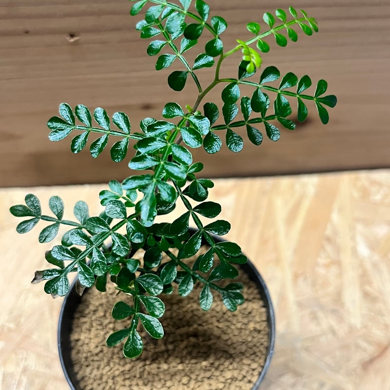 オペルクリカリア パキプス | GREEN LUCK