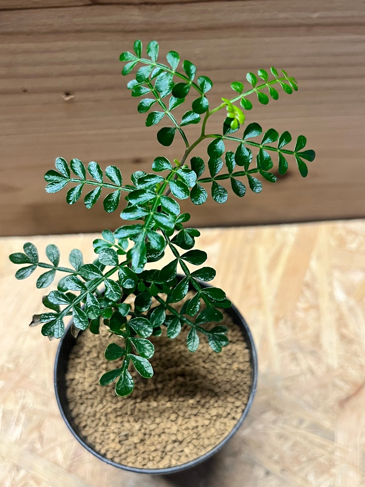 オペルクリカリア パキプス | GREEN LUCK