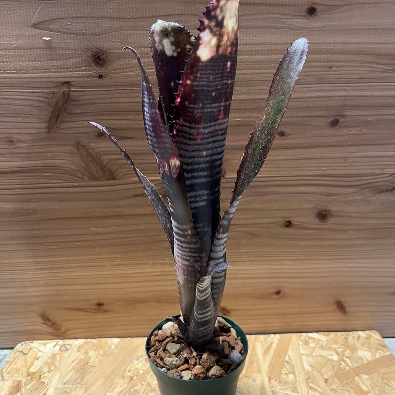 ビルベルギア ダースベイダー | GREEN LUCK