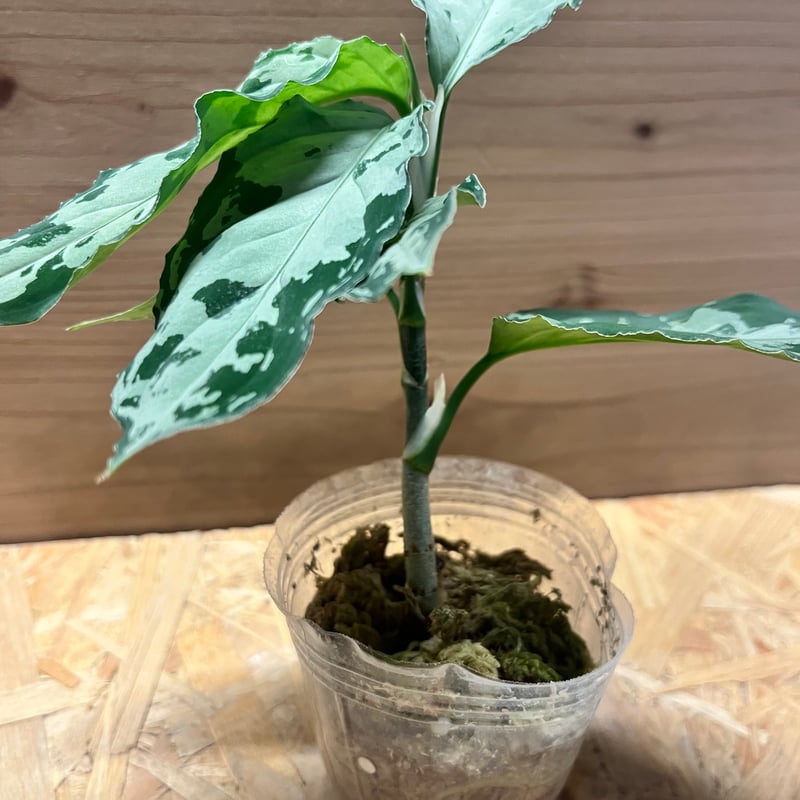 アグラオネマ ピクタム トリカラー 'ブラック' | GREEN LUCK