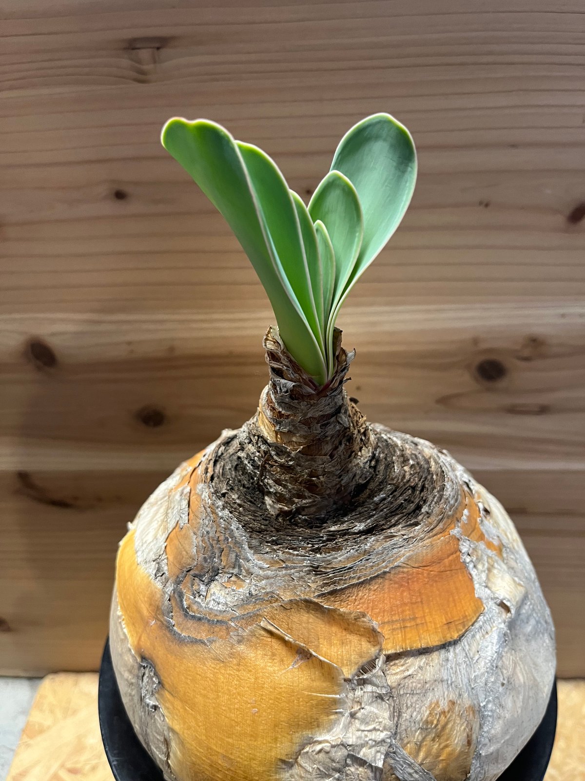 ブーファン ハエマンソイデス | GREEN LUCK