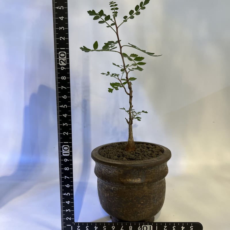 パキコルムス ディスカラー 象の木×土京鉢 | GREEN LUCK