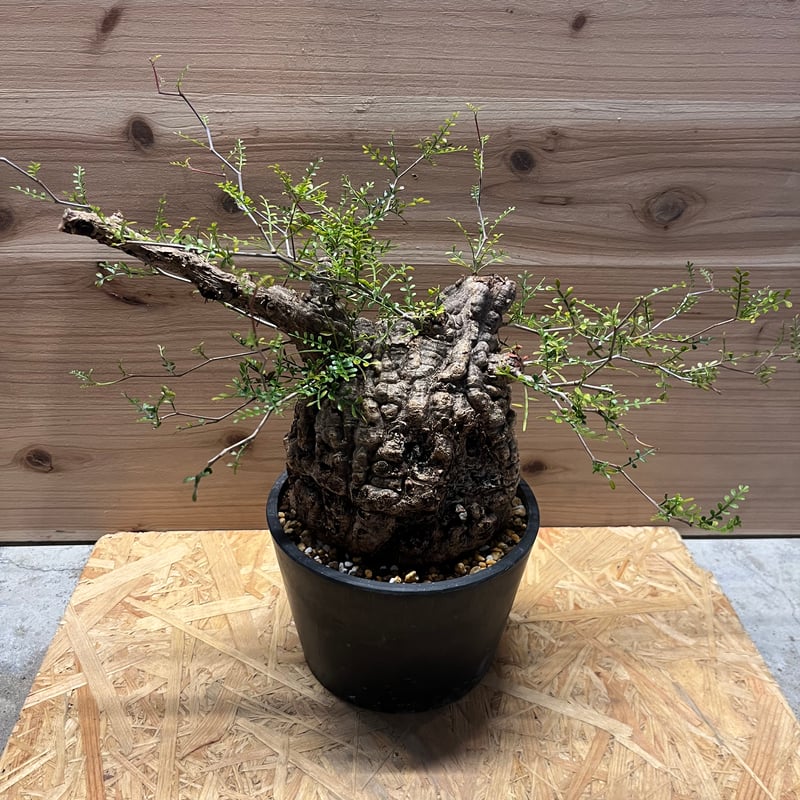 オペルクリカリア パキプス 発根済み | GREEN LUCK