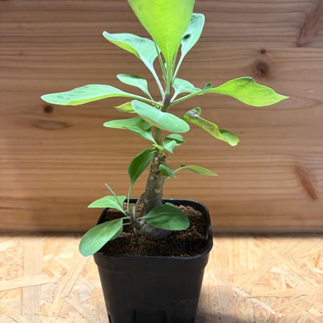 オトンナ・カキリフォリア オトンナ・ピンナータ2点 Othonna