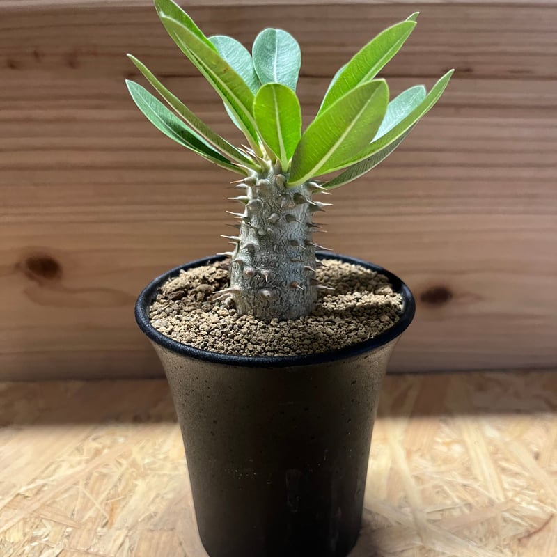 パキポディウム 伊藤ハイブリッド | GREEN LUCK