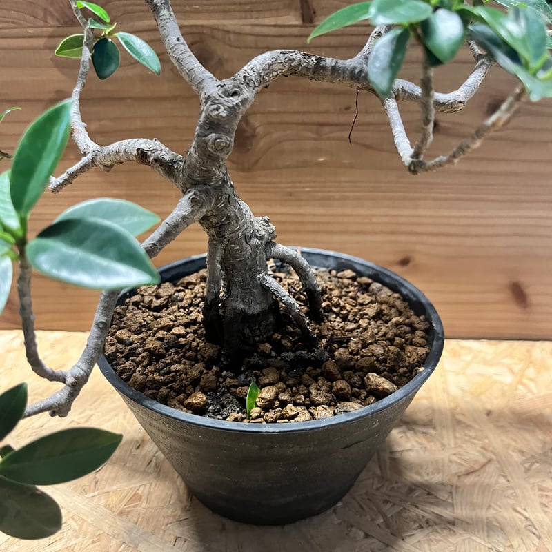 フィカス ミクロカルパ ガジュマル盆栽 | GREEN LUCK