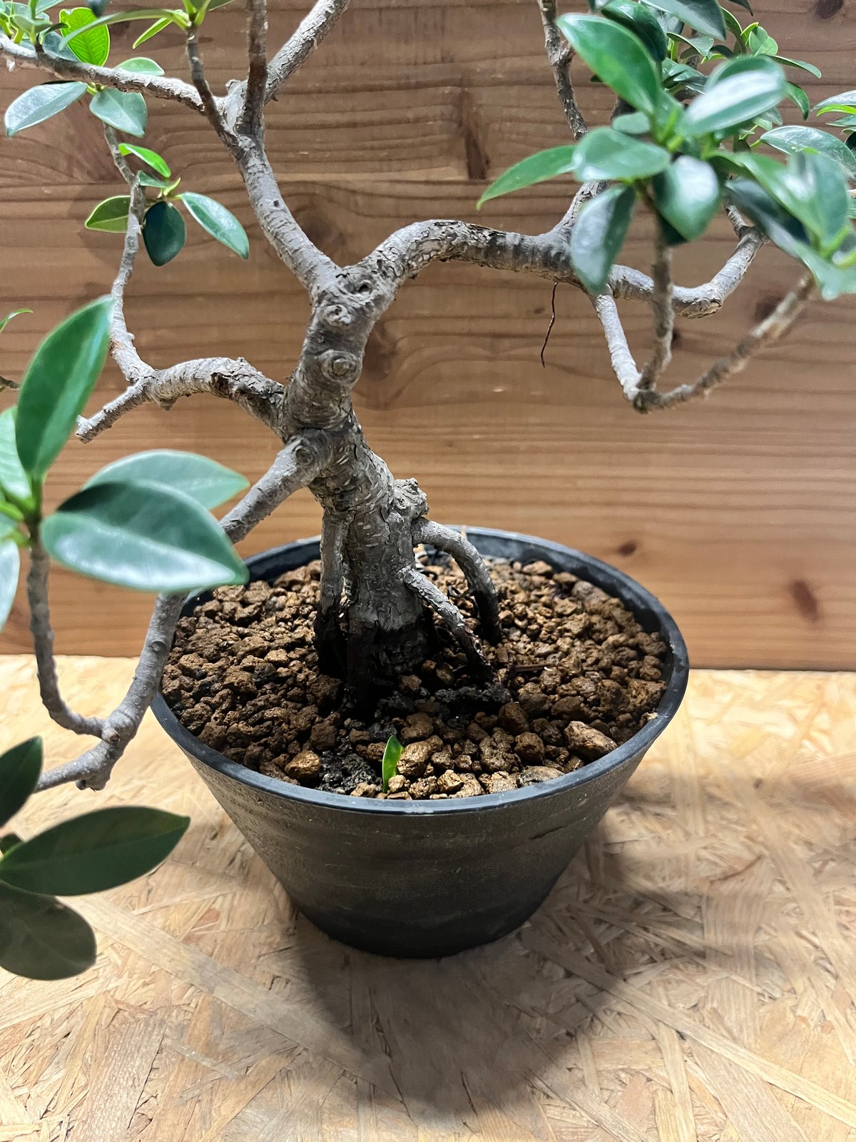 フィカス ミクロカルパ ガジュマル盆栽 | GREEN LUCK