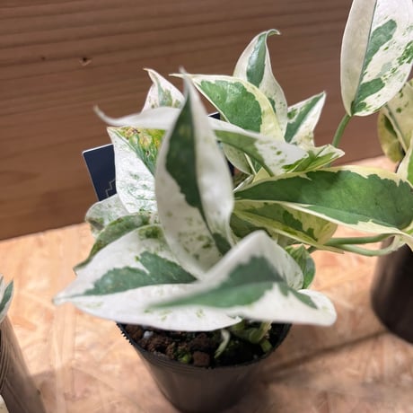 ポトス　エクセレント