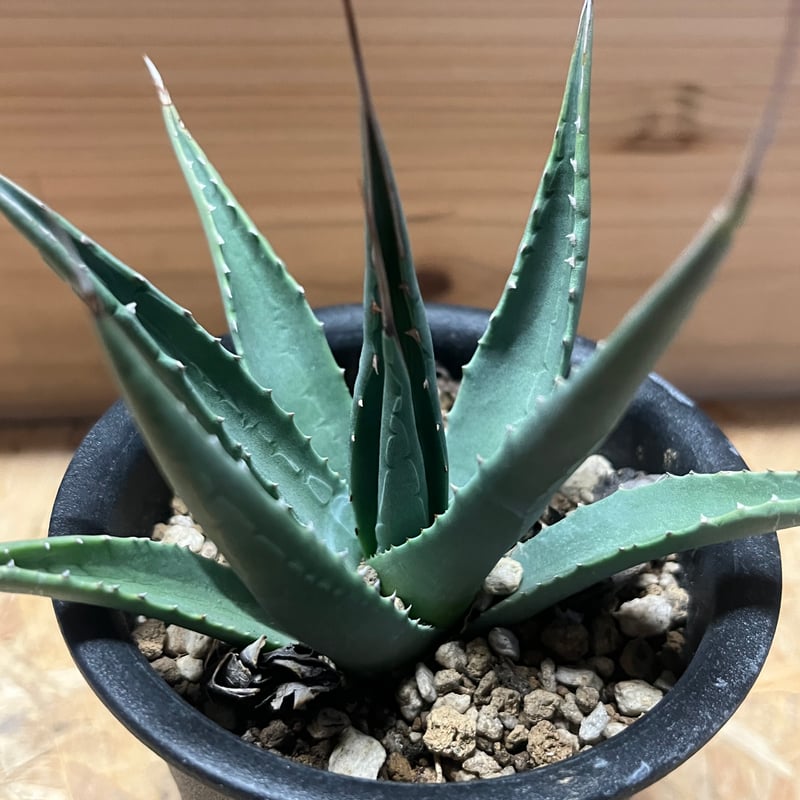 アガべ ユタエンシス カイバベンシス | GREEN LUCK