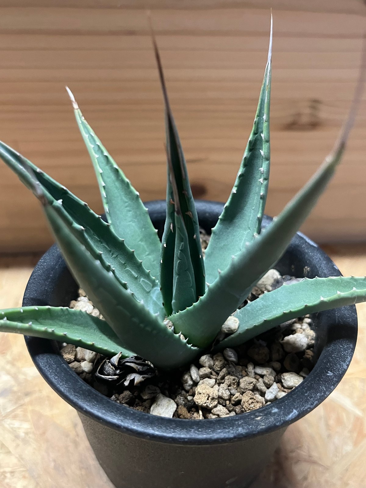 アガべ ユタエンシス カイバベンシス | GREEN LUCK