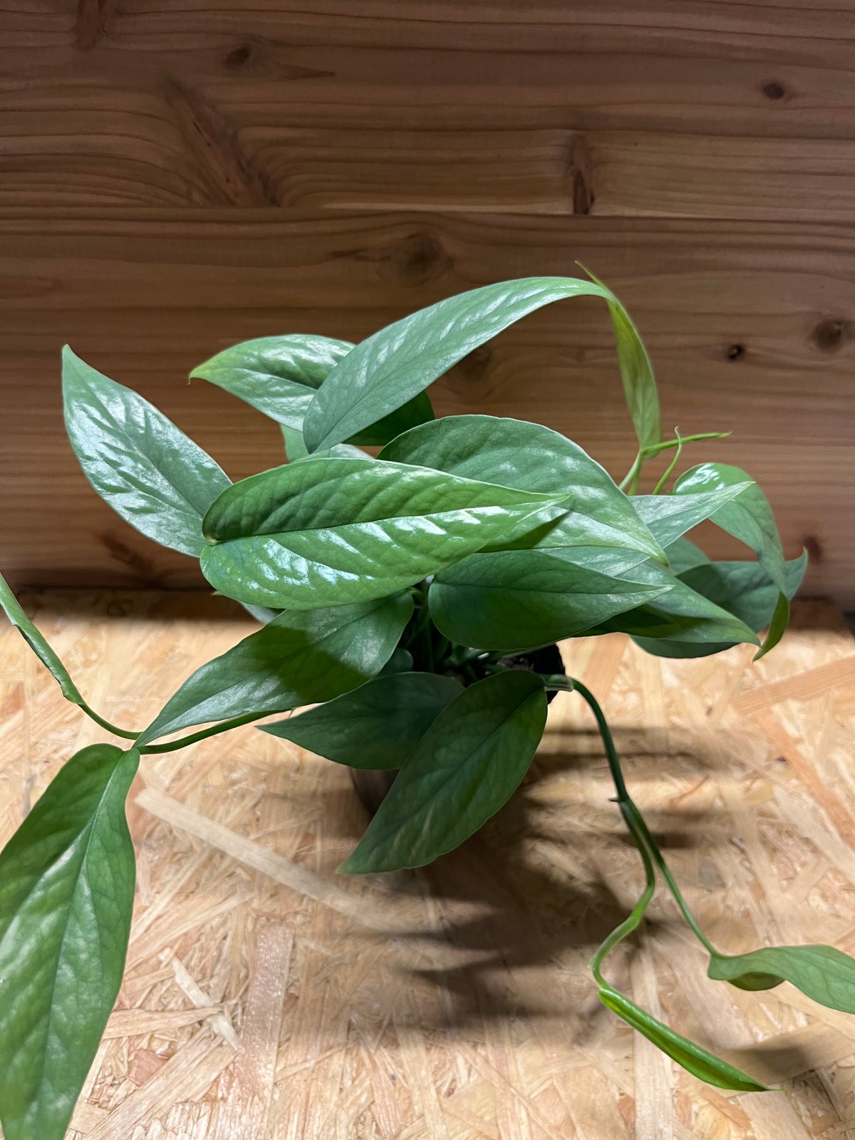 エピプレナム ピナツム セブブルー | GREEN LUCK