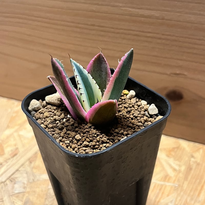 アガベ チタノタ スナグルトゥース | GREEN LUCK