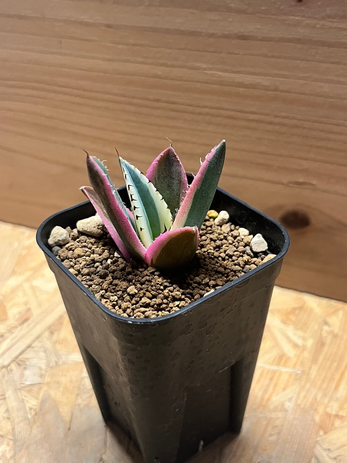 アガベ チタノタ スナグルトゥース | GREEN LUCK