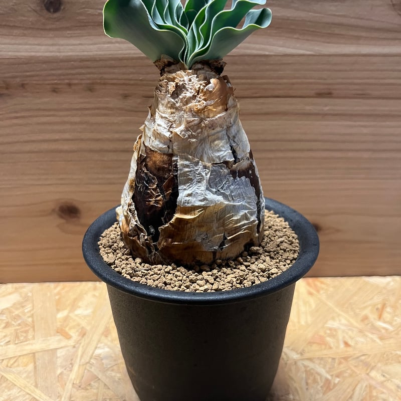 ブーファン　ハエマンソイデス ブーファン ハエマンソイデス | GREEN LUCK