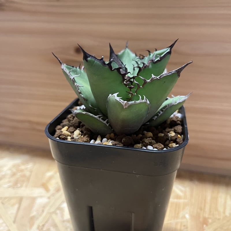 アガベ チタノタ ブラックファイヤー | GREEN LUCK