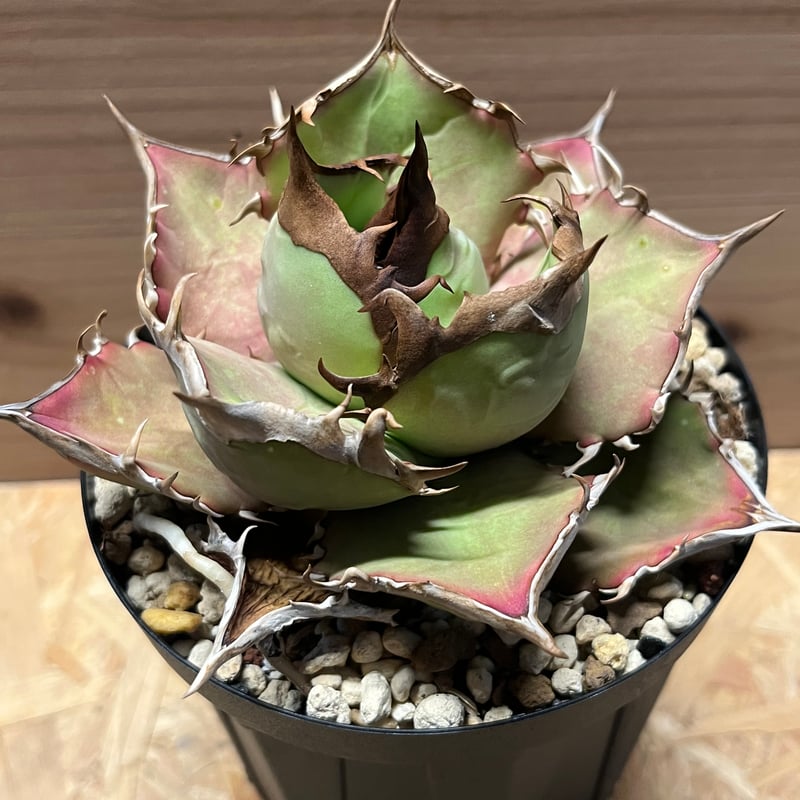 アガベ チタノタ イランシャーク | GREEN LUCK