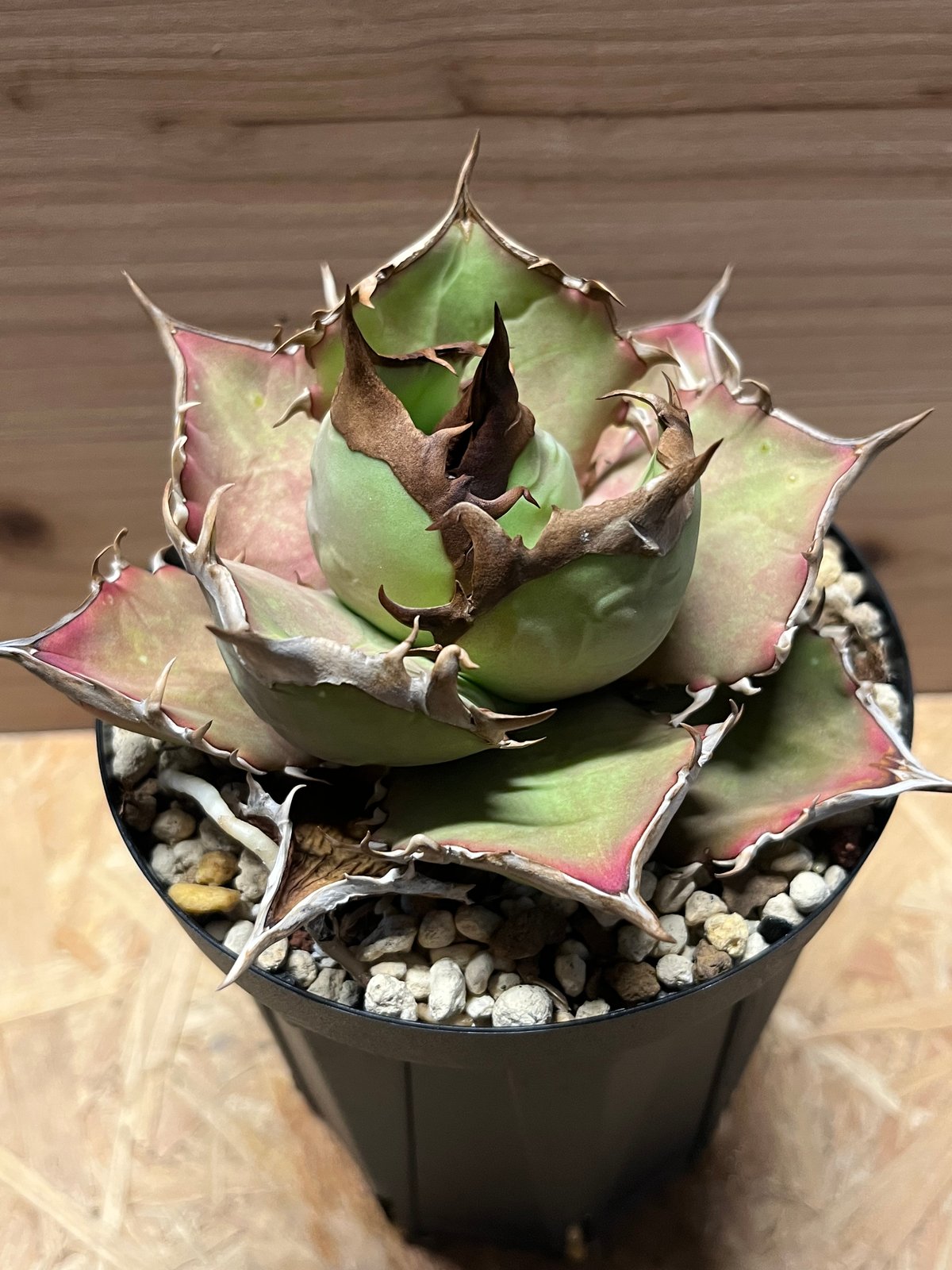 【極上高級株】アガベチタノタ イラン産シャーク 大型 アルミニウム鉢付 極上高級株】アガベチタノタ イラン産シャーク 大型 アルミニウム鉢付