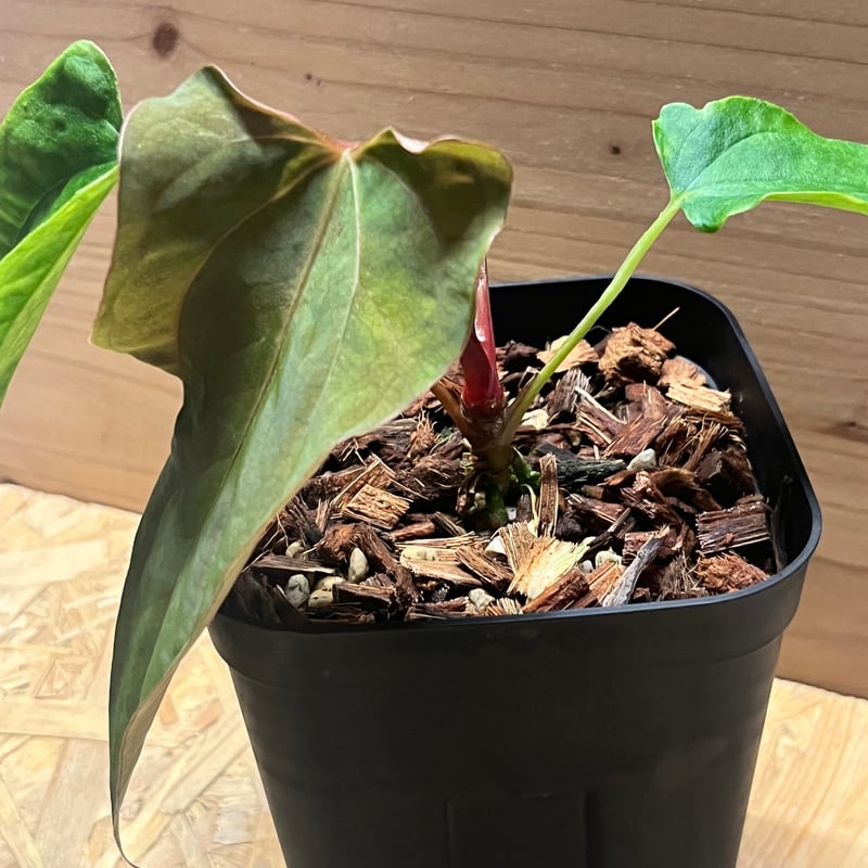 アンスリウム パピリラミナム ラルフライナム | GREEN LUCK