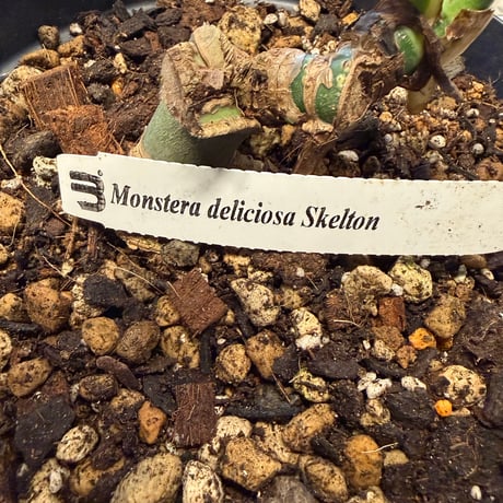 モンステラ　デリシオーサ　'スケルトン'