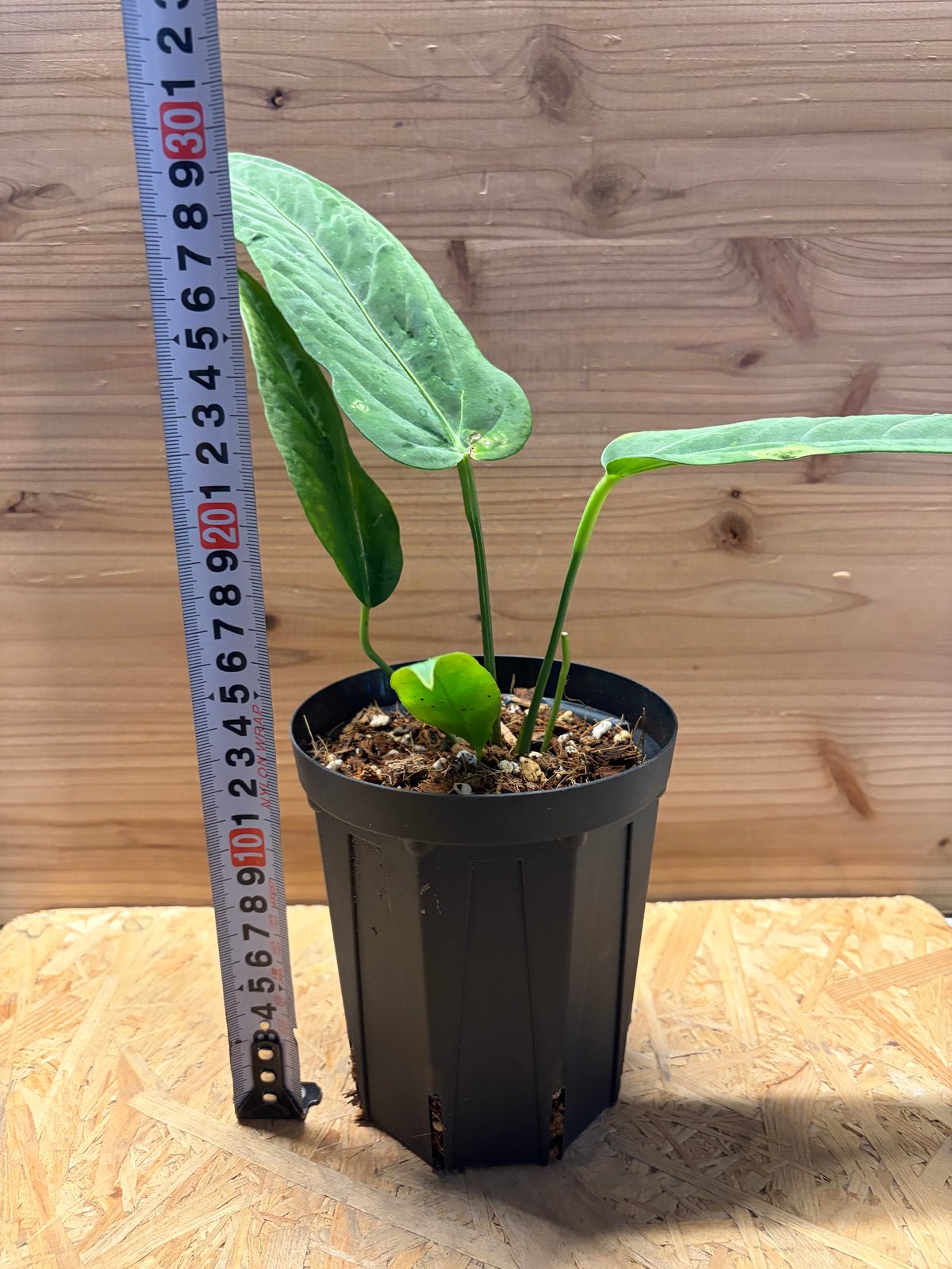 Anthurium panamense アンスリウムパナメンセ アンスリウム パナメンセ | GREEN LUCK