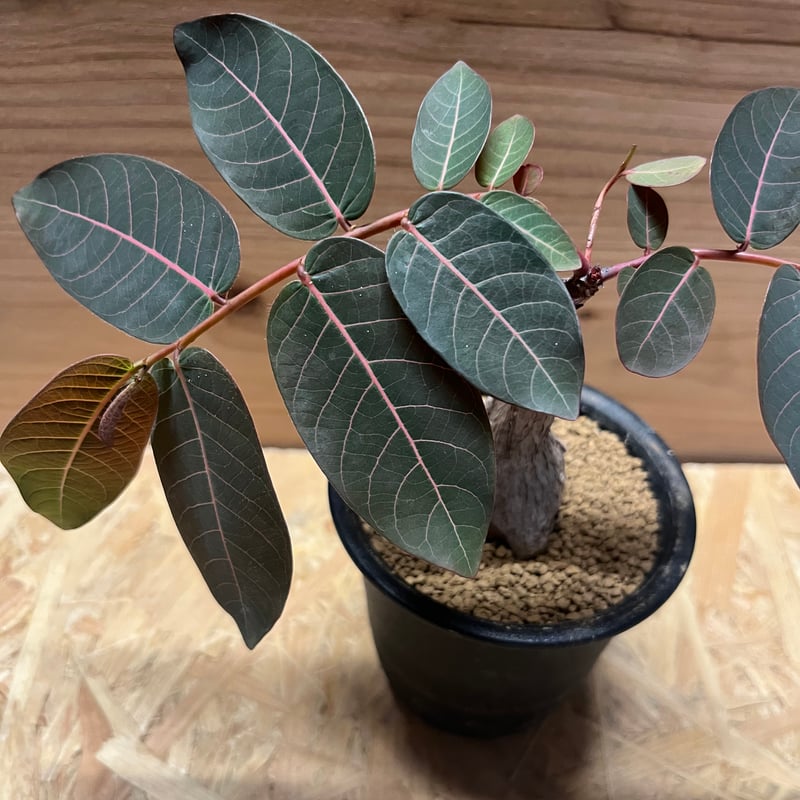 フィランサスミラビリス　超美形大株 フィランサスミラビリス 超美形大株