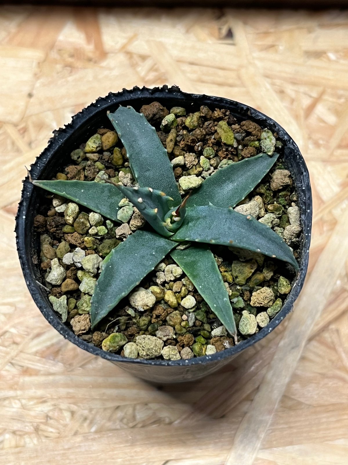 アガベ ユタエンシス エボリスピナ 実生 | GREEN LUCK