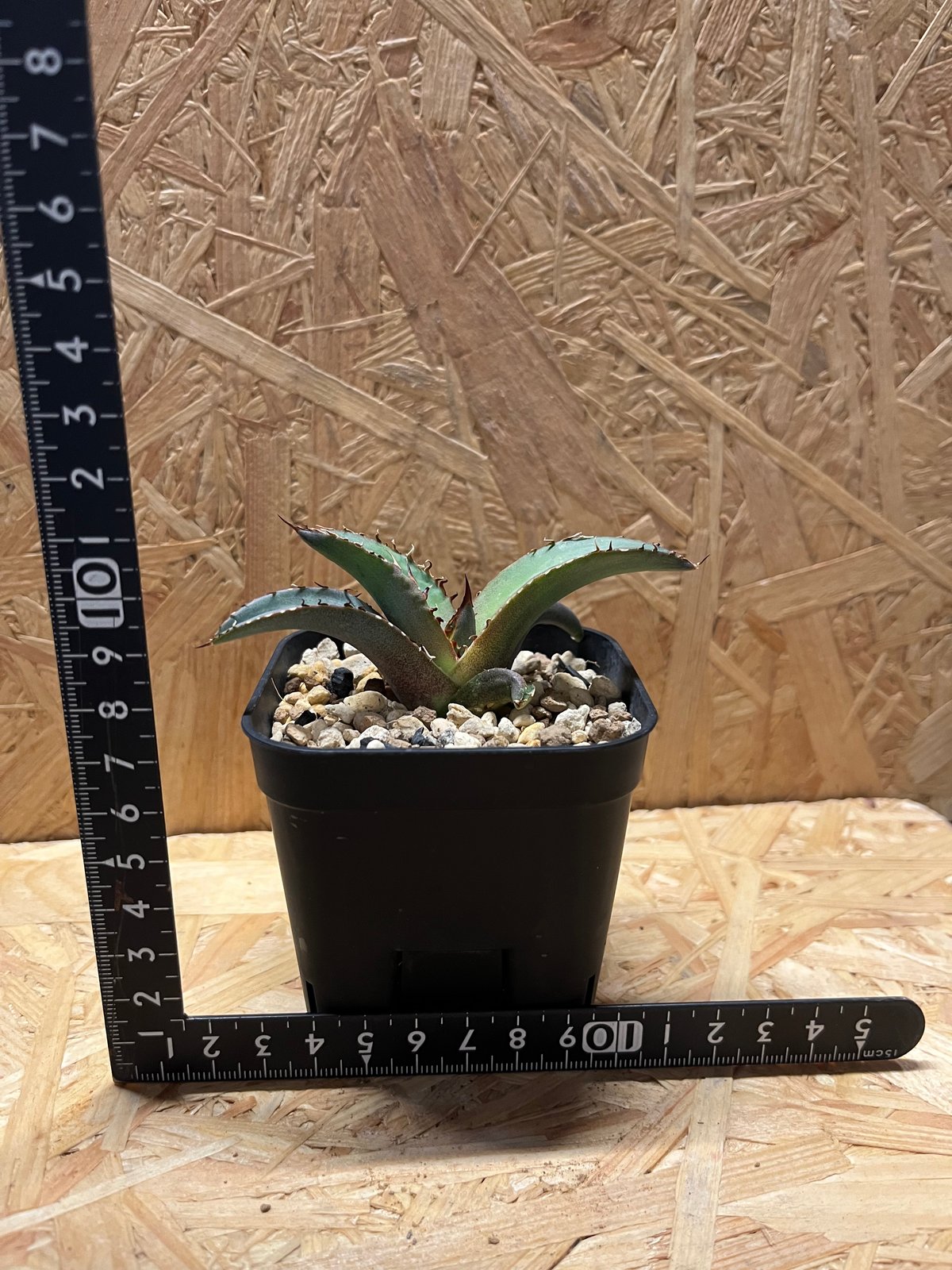 アガベ チタノタ 黒盾 | GREEN LUCK