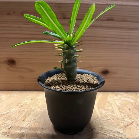 パキポディウムアンボンゲンセ実生多頭塊根植物コーデックスグラキリス