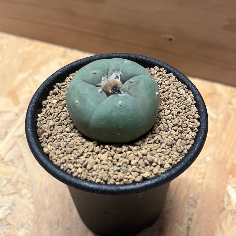 ロフォフォラ　frich 実生 銀冠玉　鉢付き 楽天市場】サボテン：ロフォフォラ 銀冠玉 実生*幅9cm 現品！一品