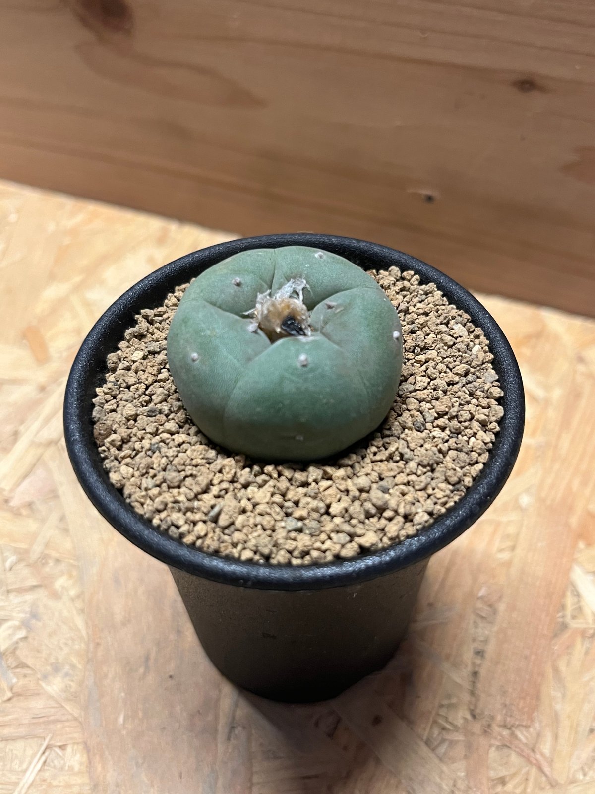 ロフォフォラ 銀冠玉 | GREEN LUCK