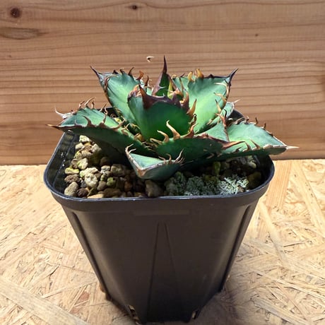 レッドキャットウィーズル | STORES