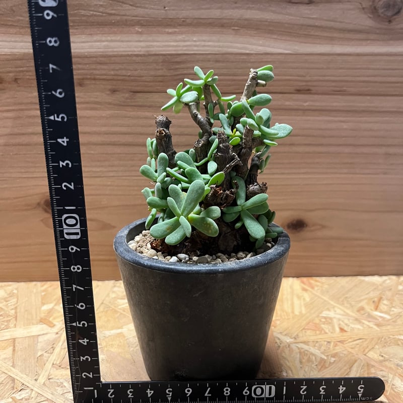 ケラリア　ピグマエア　4 ケラリア ピグマエア No.04 × 