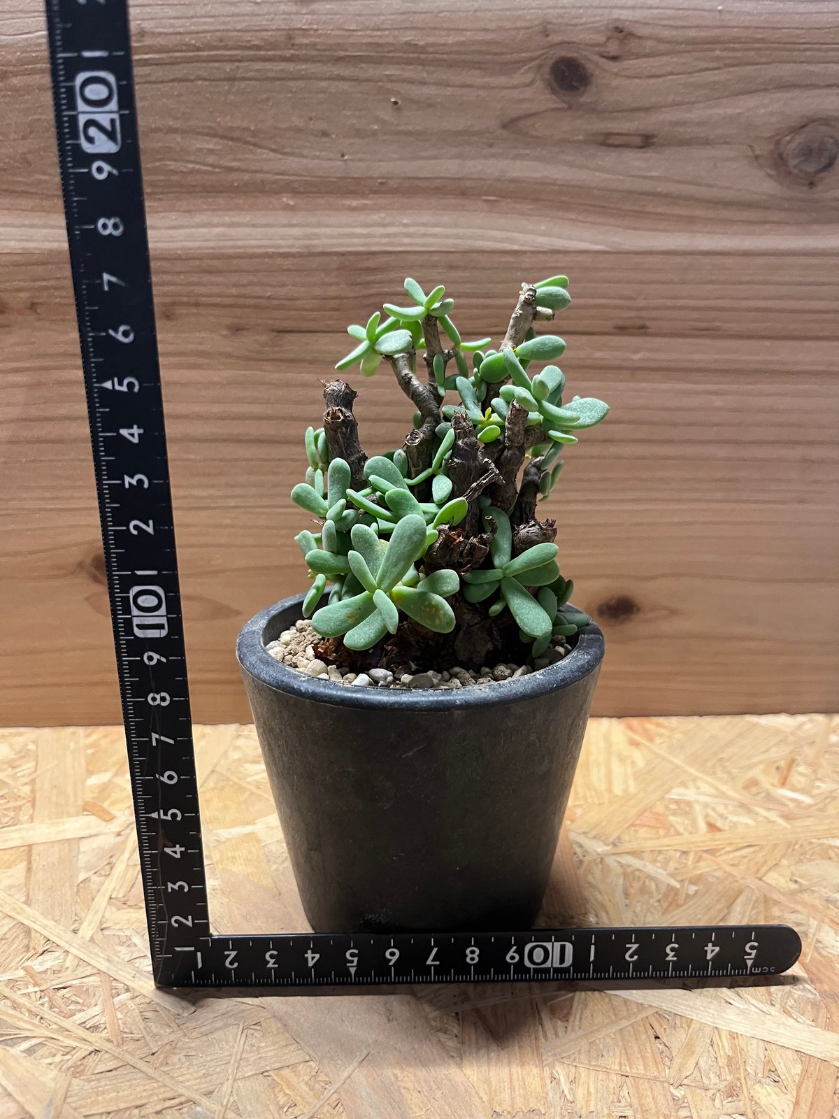 ケラリア ピグマエア | GREEN LUCK