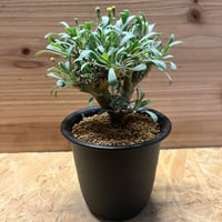 ウンカリーナ グランディディエリ | GREEN LUCK