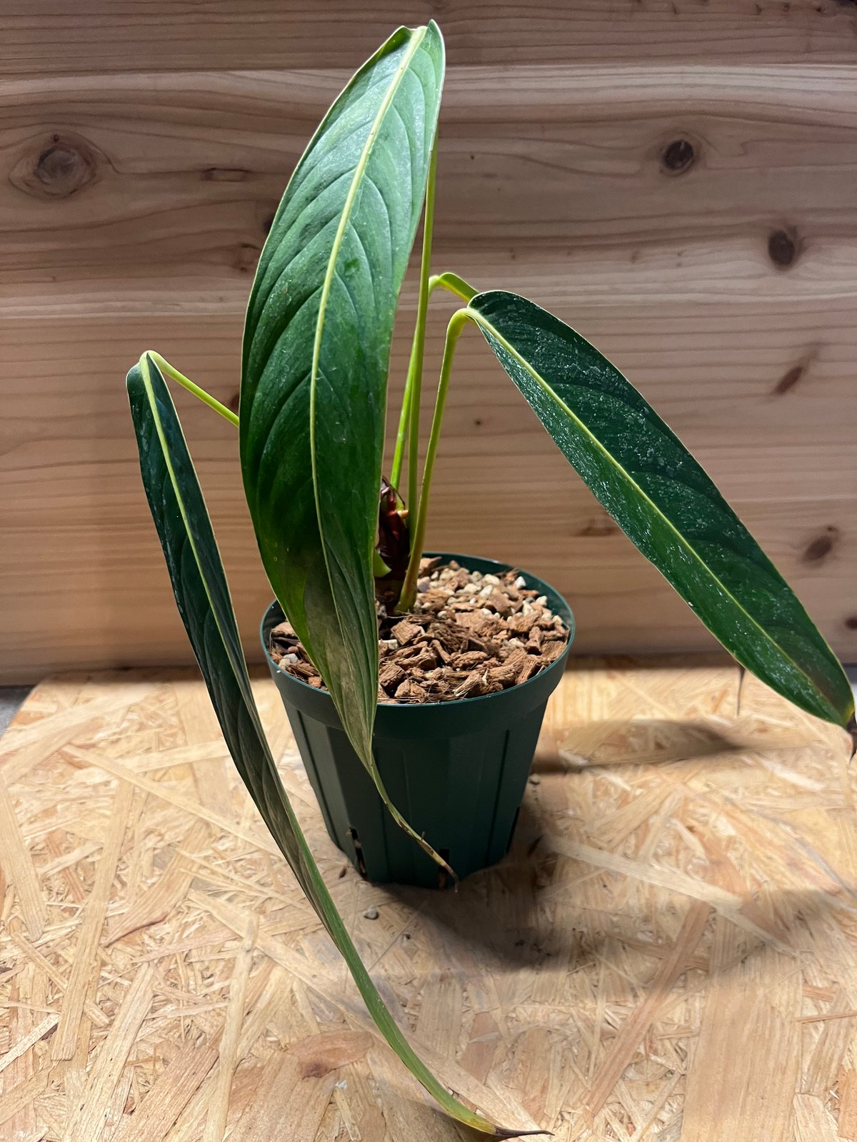 Philodendron heterocraspedon　フィロデンドロン Philodendron heterocraspedon: Long, ribbed, scalloped leaves
