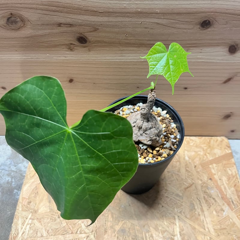 フィルミアナ コロラータ | GREEN LUCK