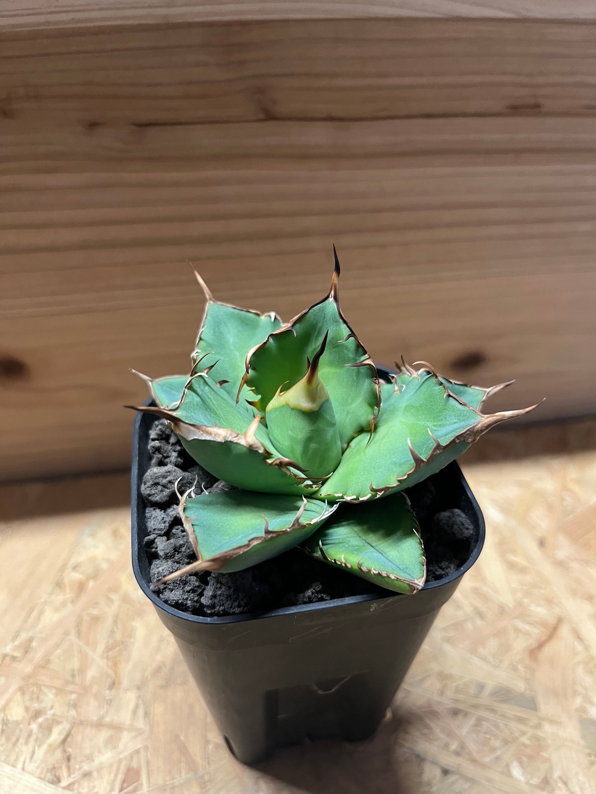 アガベ チタノタ イランボール | GREEN LUCK